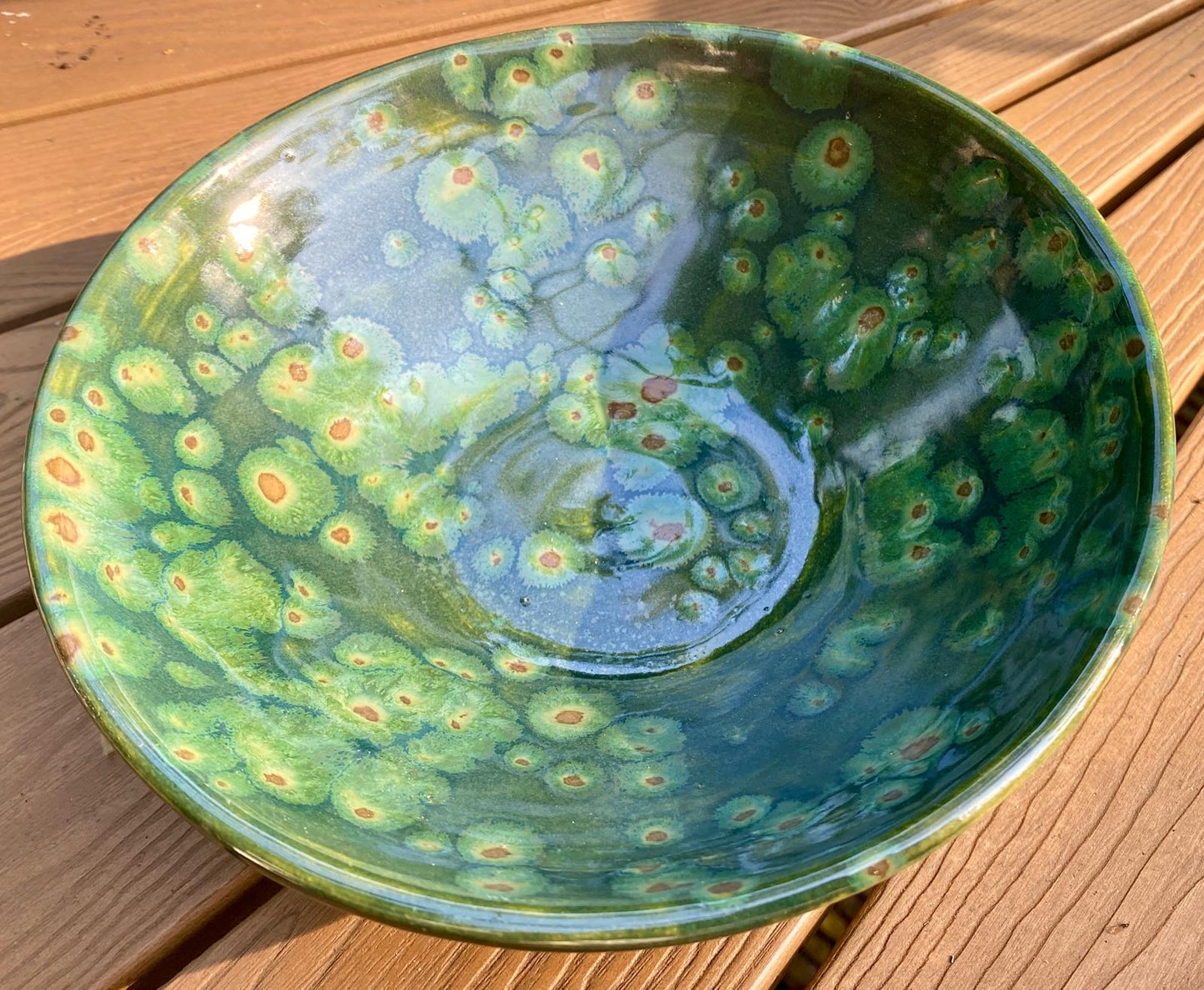 Kleine schaal Gaffeltandmos