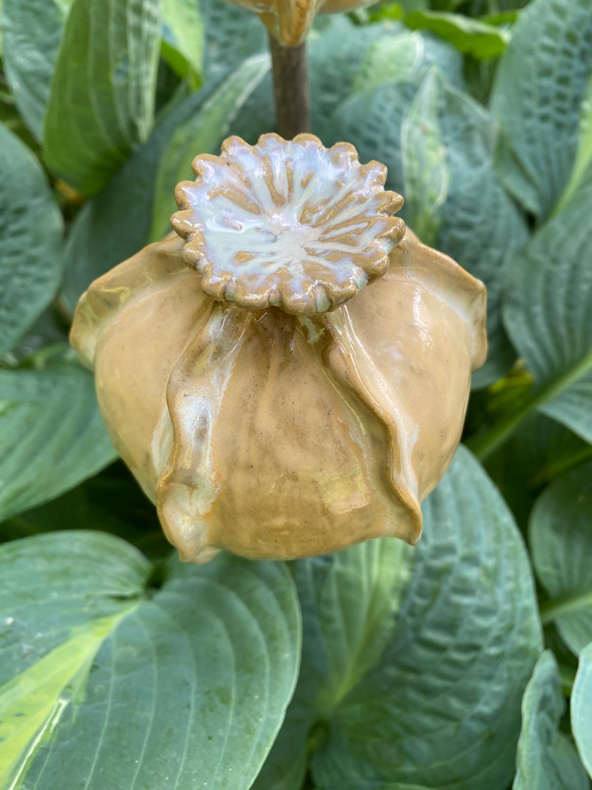 Set van papaverbollen in zachtgeel