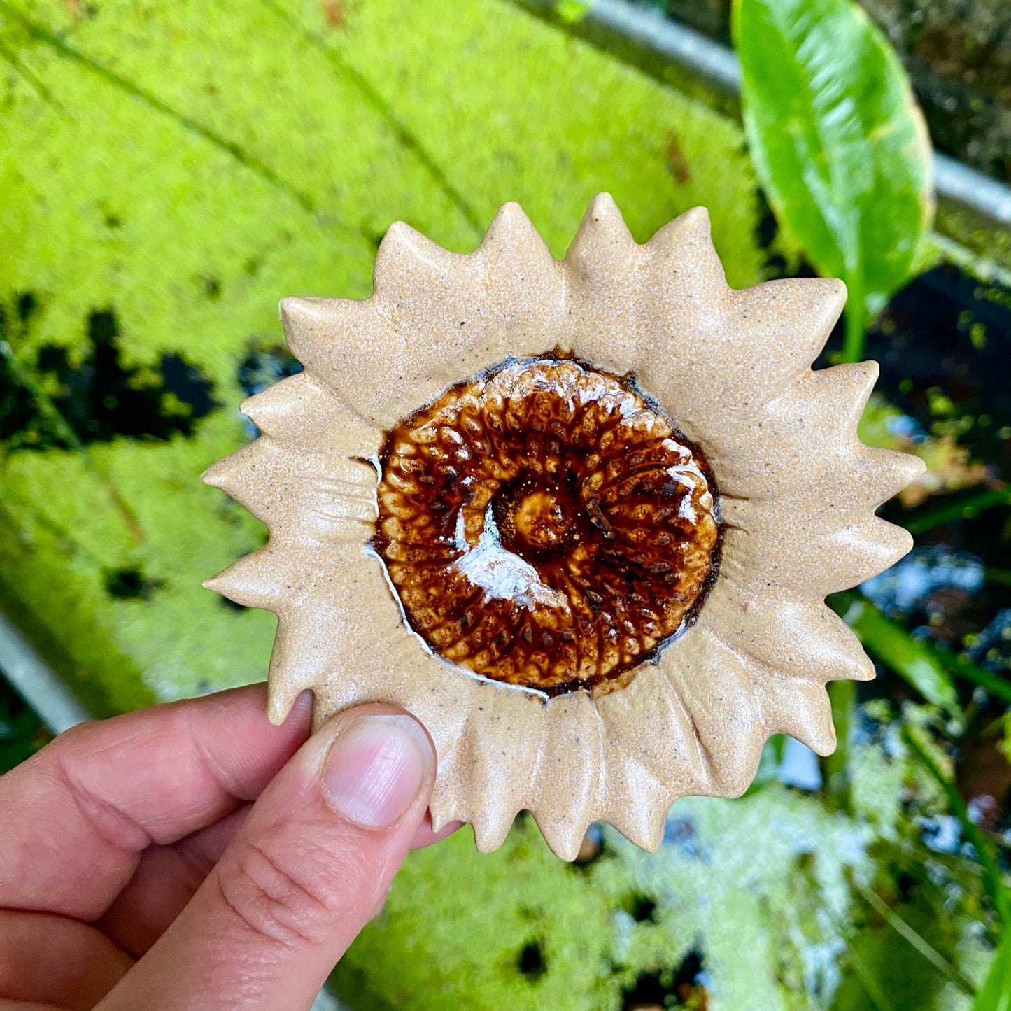 Theetipje zonnebloem