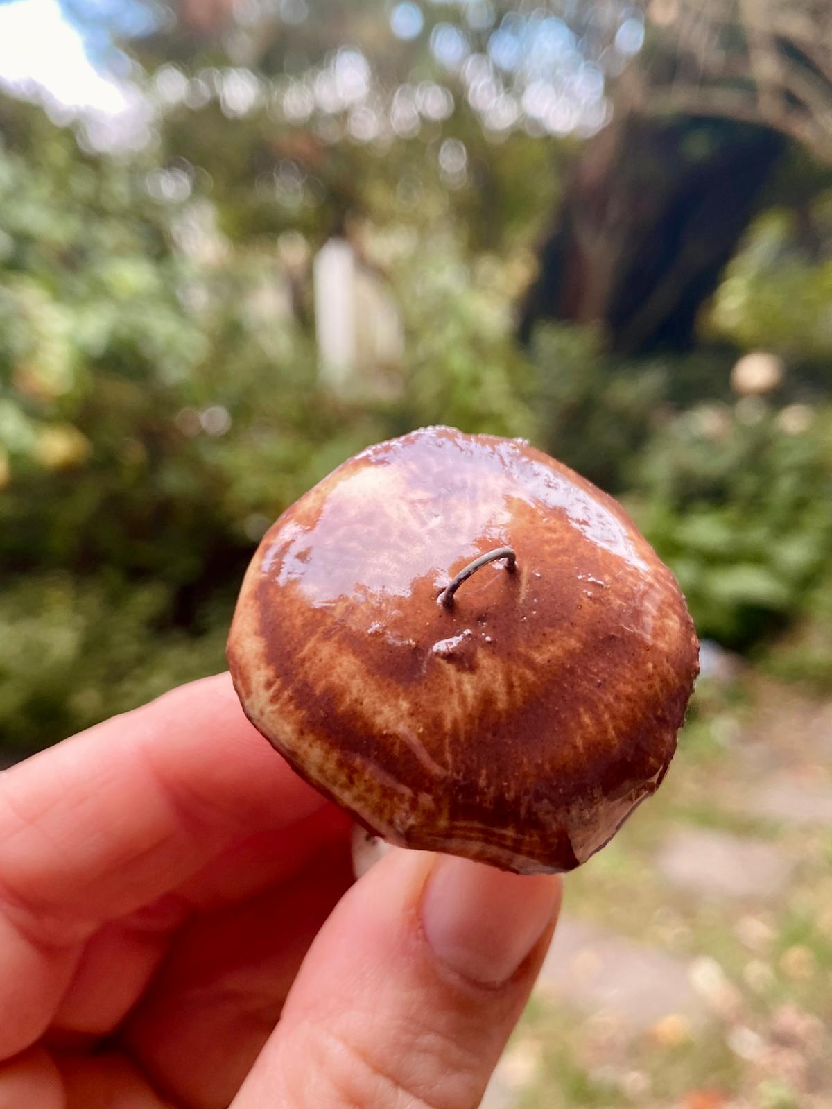 Set van 3 paddenstoeltjes