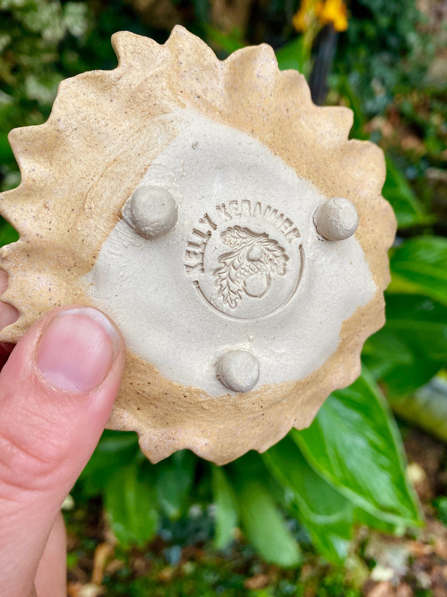 Theetipje zonnebloem