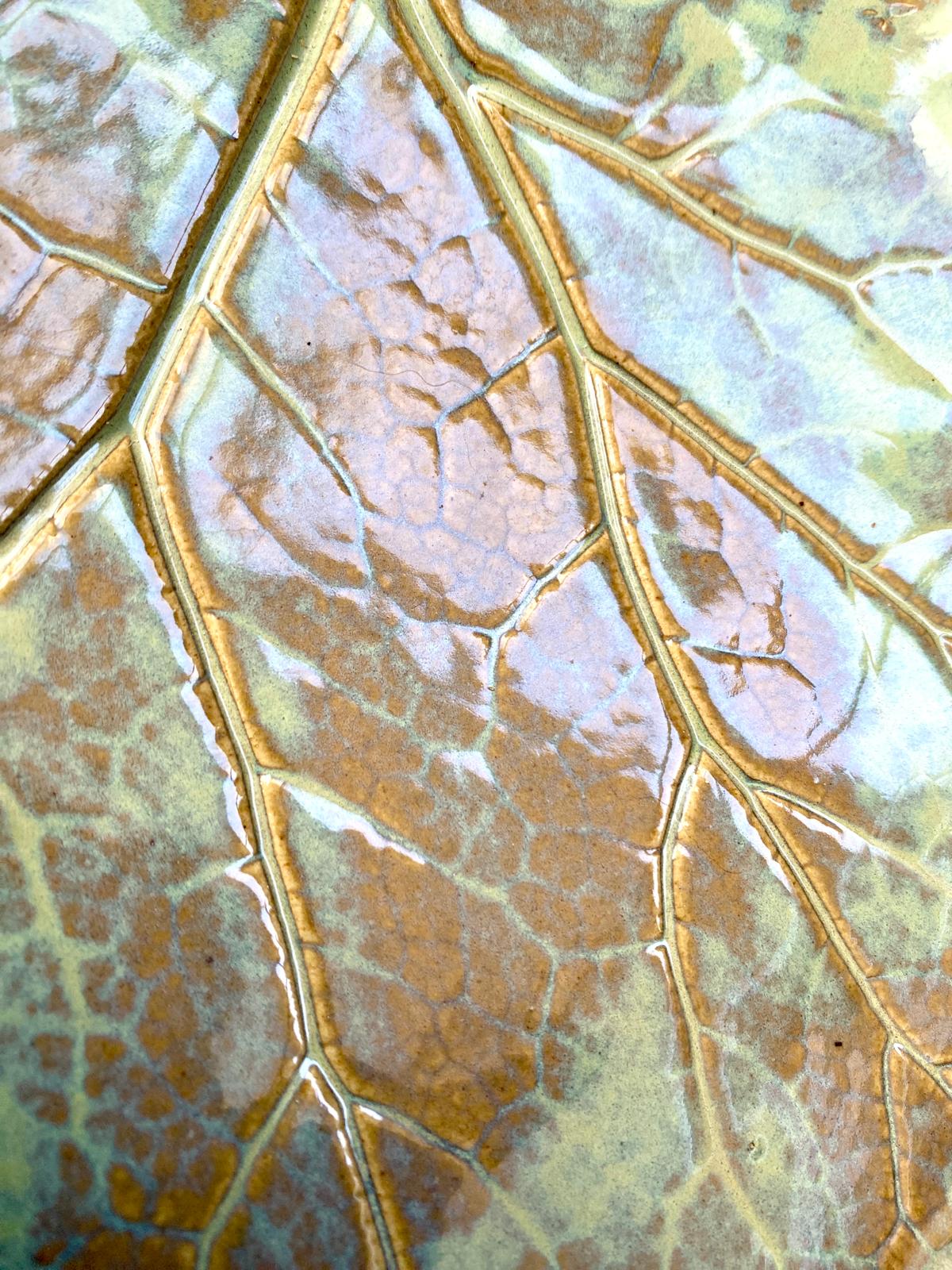 Schaal groot hoefblad