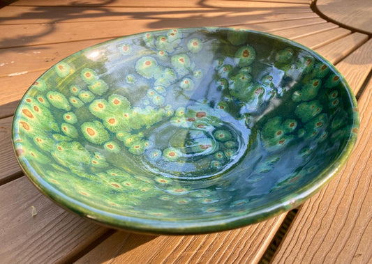 Kleine schaal Gaffeltandmos