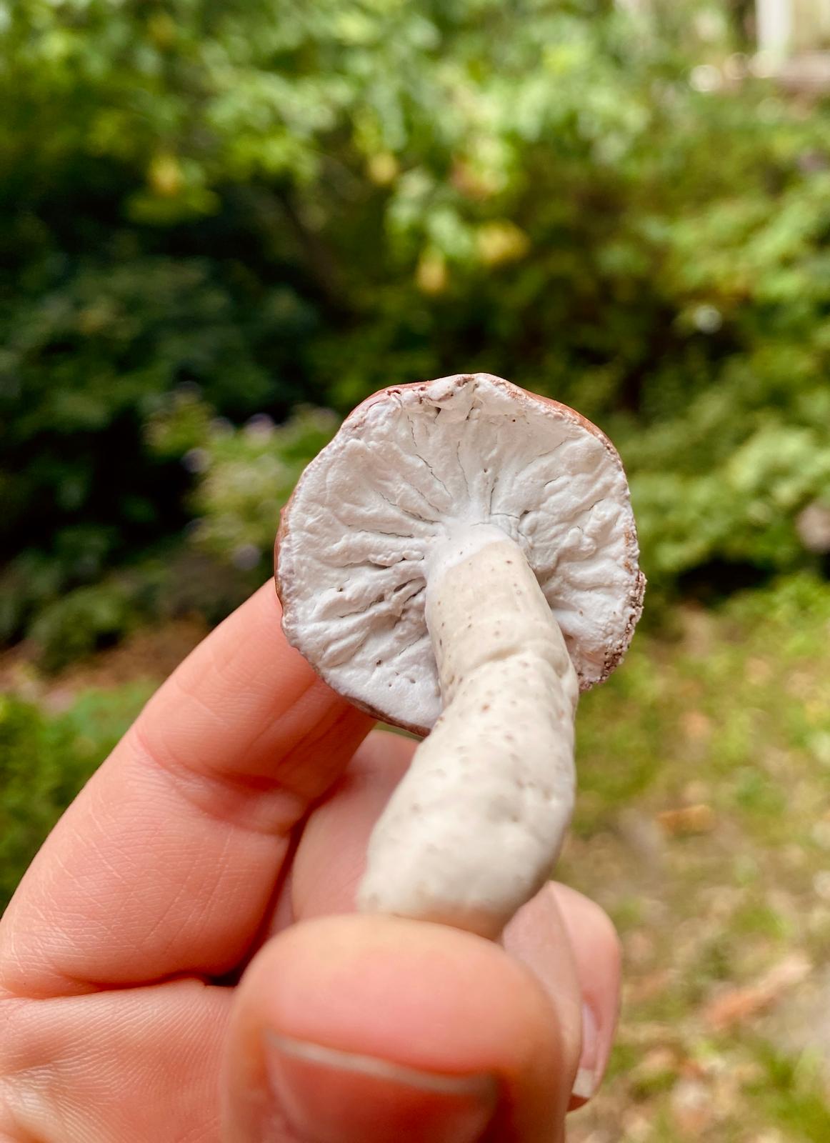 Set van 3 paddenstoeltjes