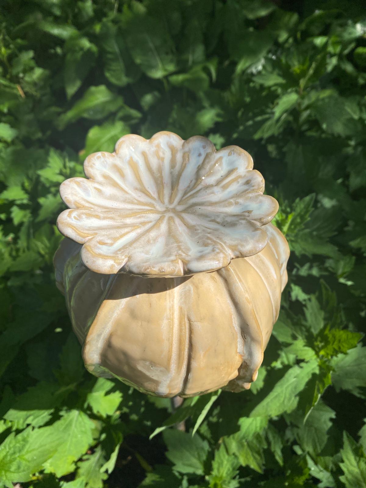 Set van papaverbollen in zachtgeel