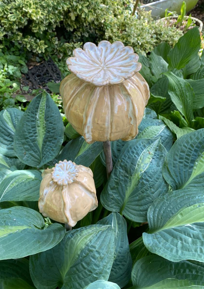 Set van papaverbollen in zachtgeel