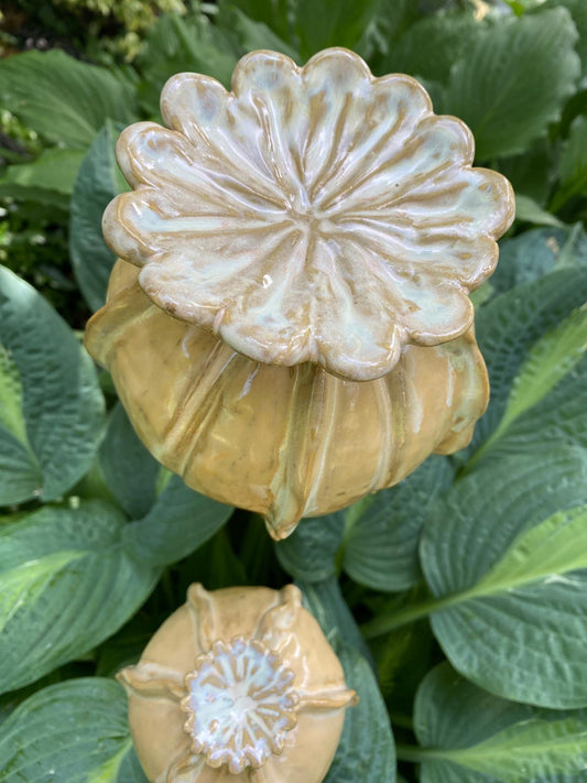 Set van papaverbollen in zachtgeel